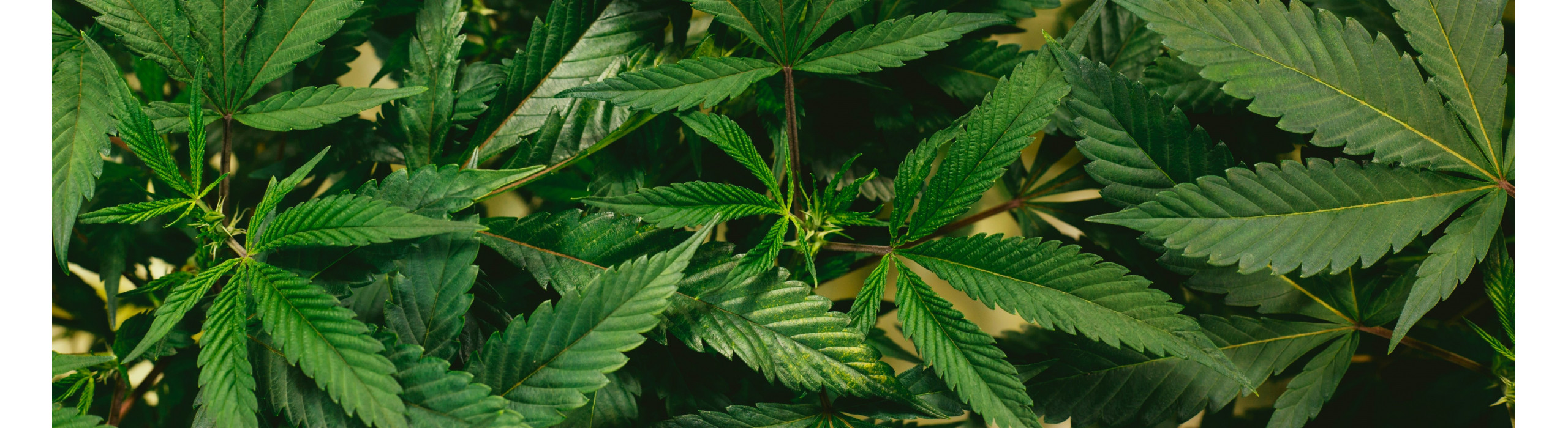 знижка до 31 грудня