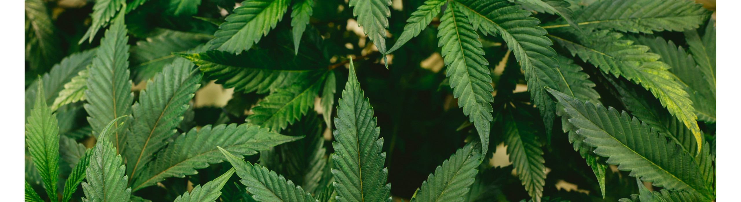 Спробуй новинку!